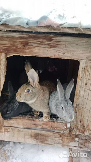 Кролы и кролихи