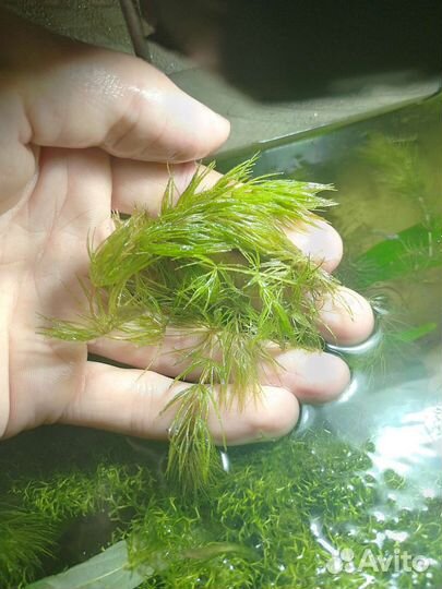 Продам рыбок