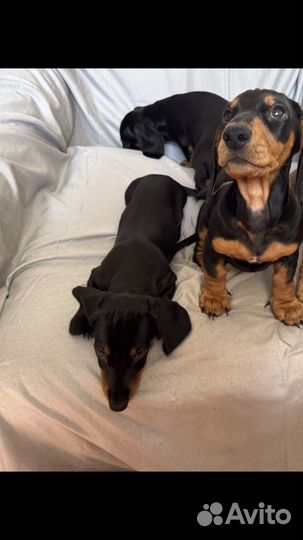 Щенки Таксы