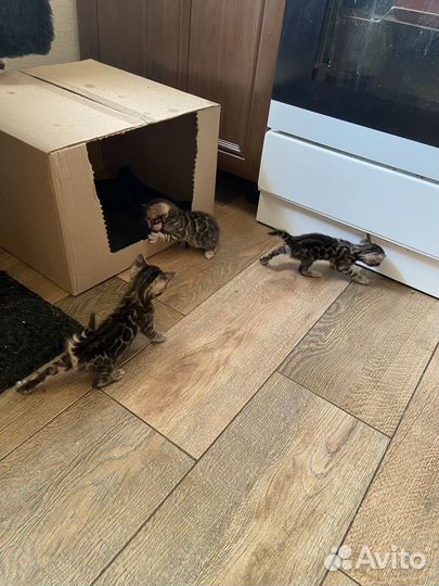 Бенгальские котята