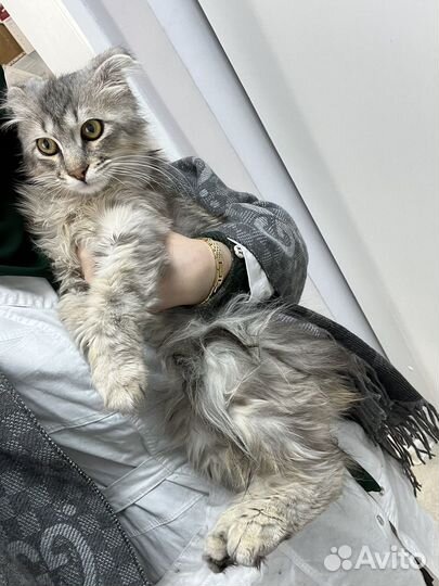 Кот мей кун