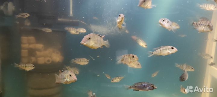 Рыбки геофагус,анциструс,северум,улитки кролик