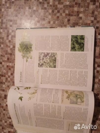 Всё о травах и других растениях