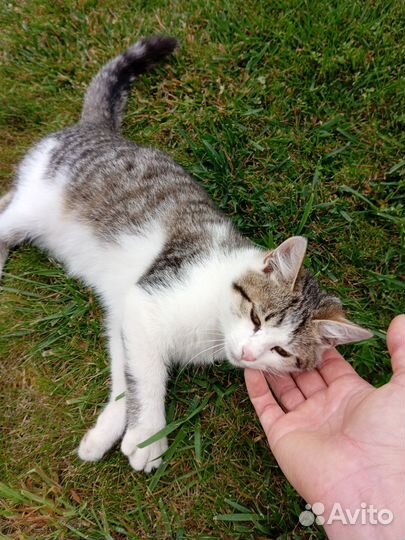 Котенок девочка