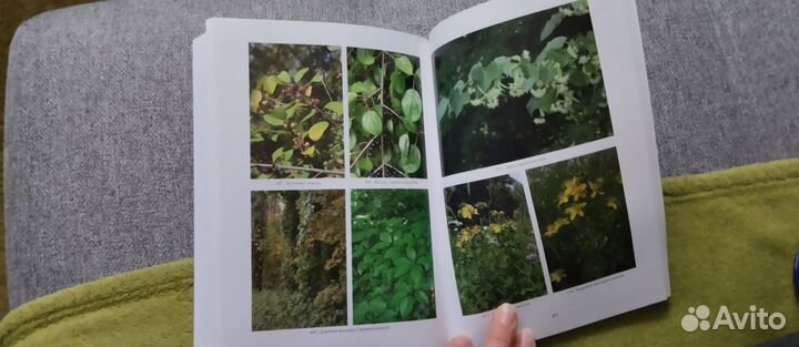 Растения калужского Бора