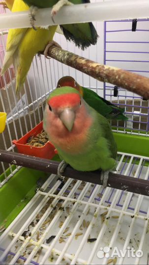 Неразлучники масковые, розовощекие, банановые