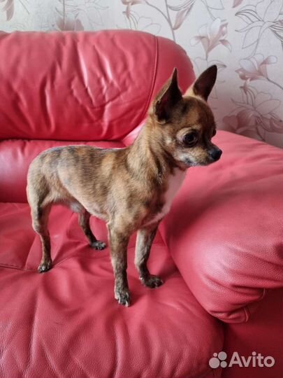 Вязка Ищем подружку