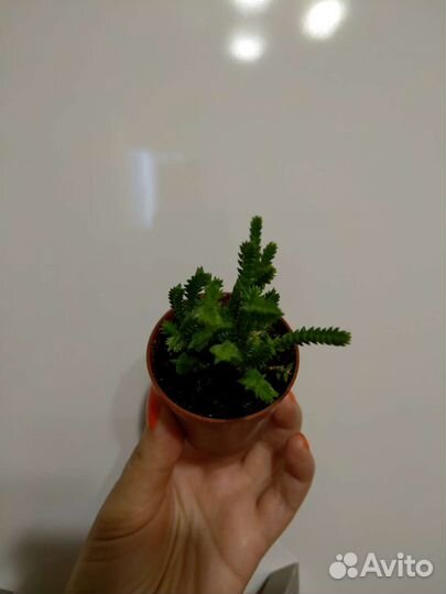 Crassula lycopodioides (muscosa)