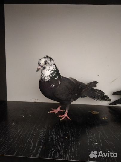 Бакинские бойные голуби Чили