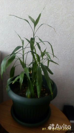 Цветы бамбук