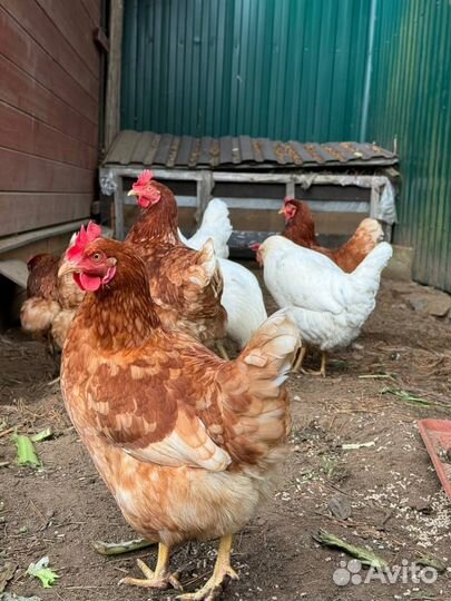 Куры молодки несушки
