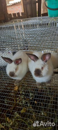 Калифорнийские кролики на племя