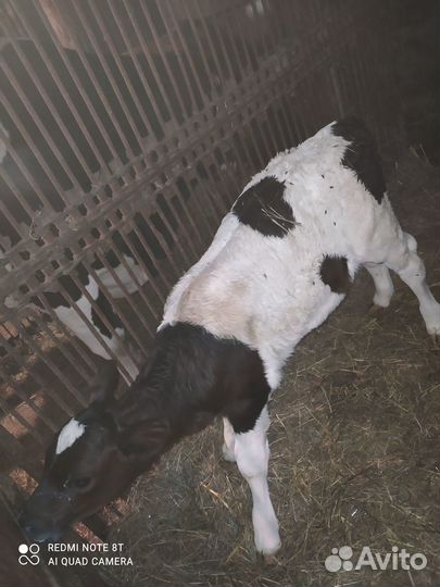 Телёнок) телочка