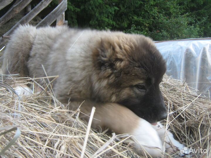 Продажа щенков