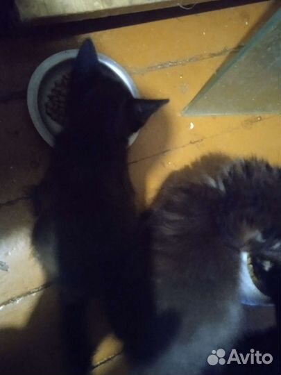 Котята в добрые руки бесплатно