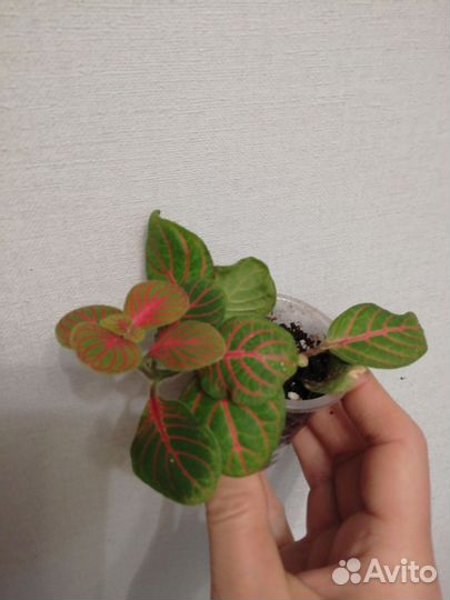 Комнатные цветы