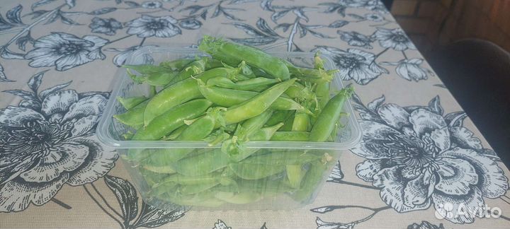 Горох домашний