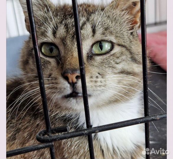 Спокойный полосато-белый котик