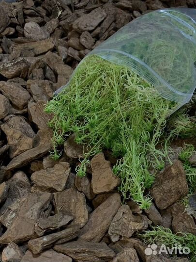 Мох сфагнум живой