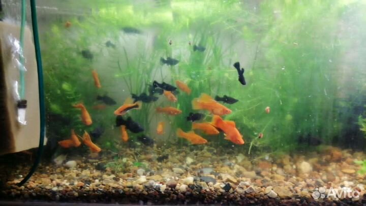 Аквариум