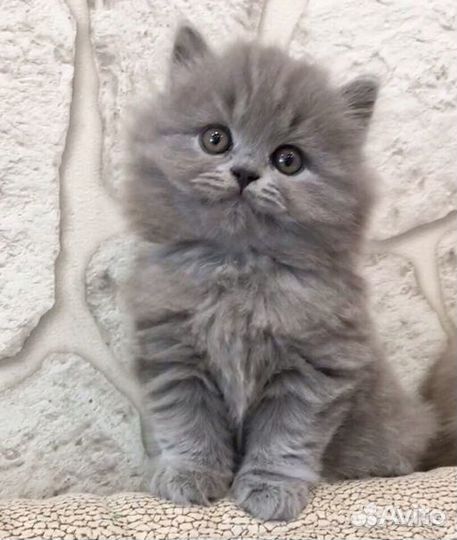 Шотландская