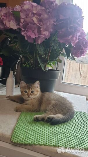 Британские котята