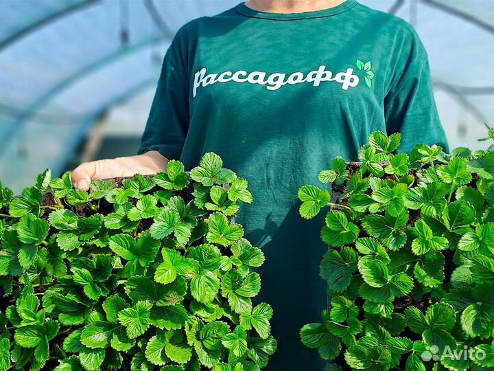 Рассада клубники. Оптом. Элитные сорта