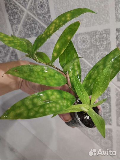 Драцена суркулоза Майк