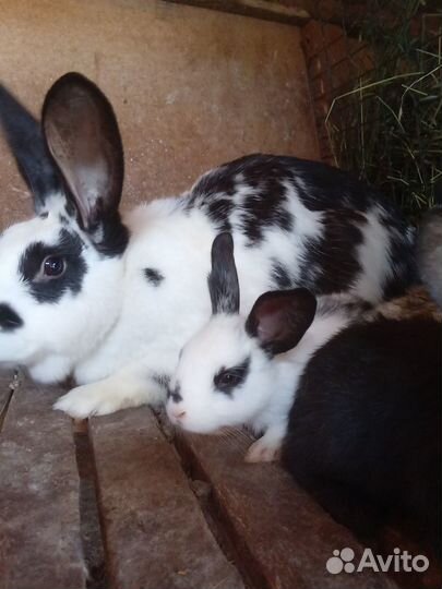 Крольчата