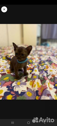 Бурманская кошечка