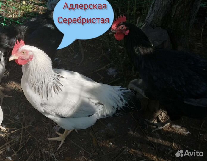 Индейка, петухи