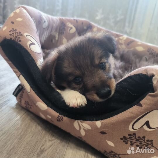 Маленькая собака в добрые руки