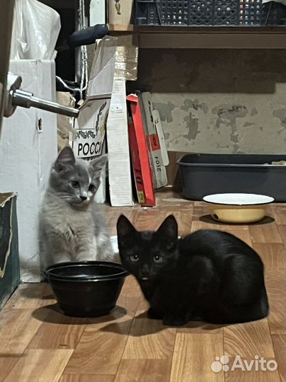 Две кошечки, серая и черная