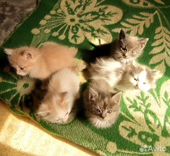 Котята в добрые руки даром бесплатно