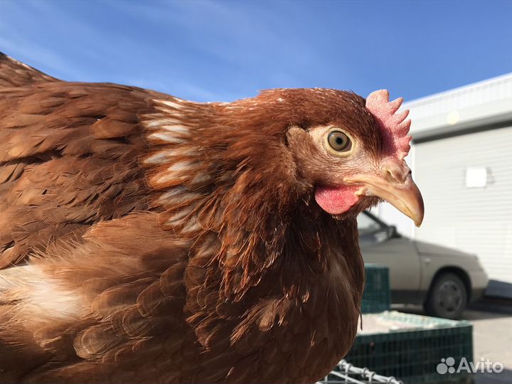 Куры молодки Леггорн, Ломан Браун, Доминант