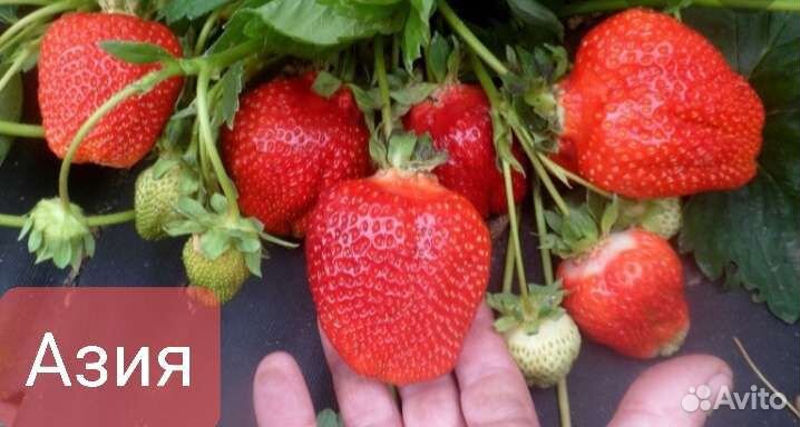 Саженцы Клубники Кассета Копанка