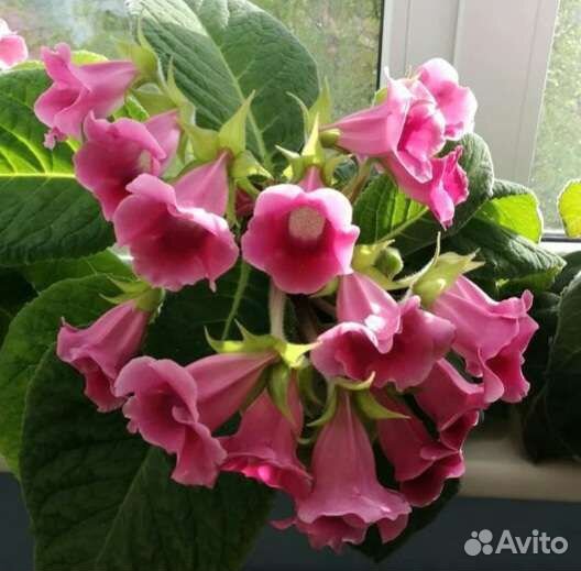 Лист укорененный обмен