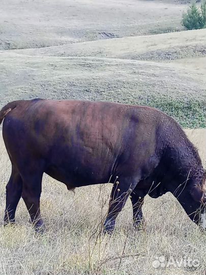 Бычки подсосные живым весом