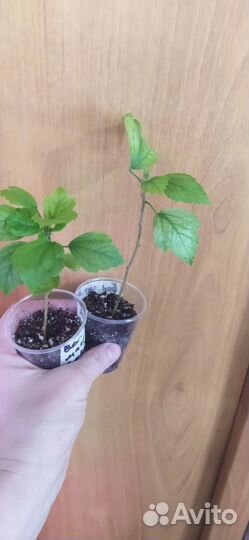 Сирийский гибискус