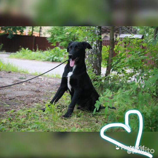 Щенок (метис овчарки)