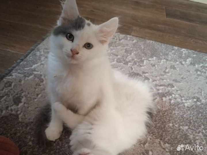 Котенок девочка 4 мес