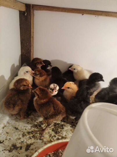 Цыплята суточные и подрощ, яйца на инк и на еду