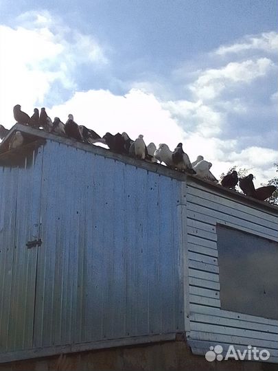 Бойные голуби