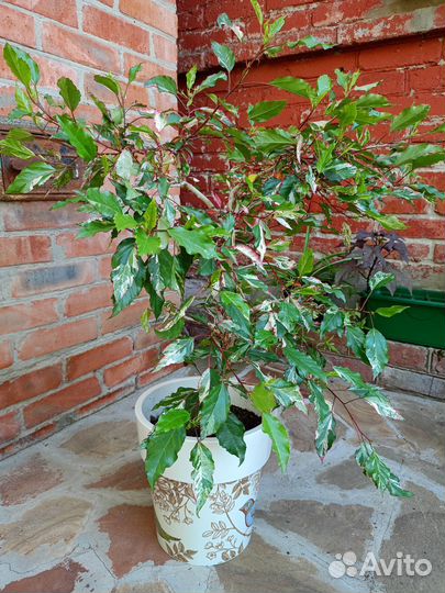 Гибискус карнавал