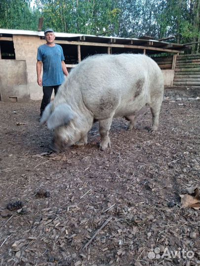 Продам хряка венгерский (пуховый) мангалец