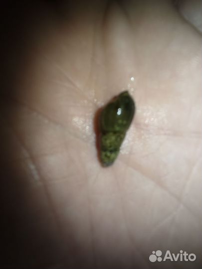 Улитки мелании