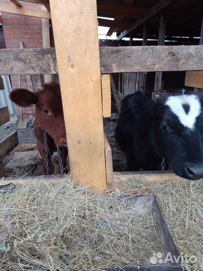 Телята бычки