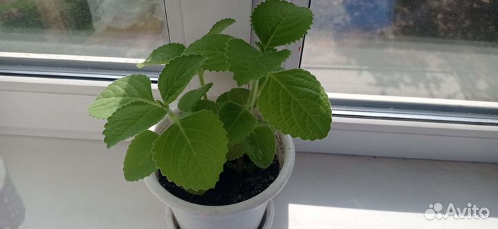 Домашняя мята