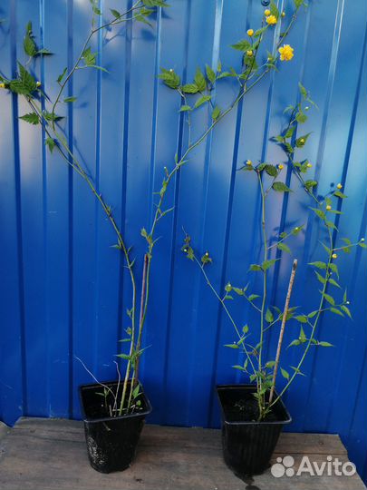 Керия японская