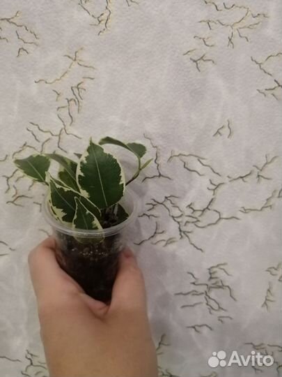 Фикус кинки